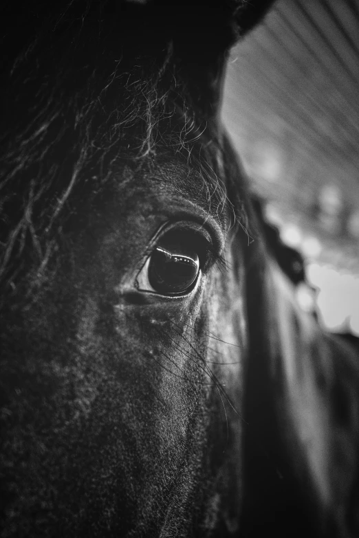 a close up of a horse's eye, looking at the camera