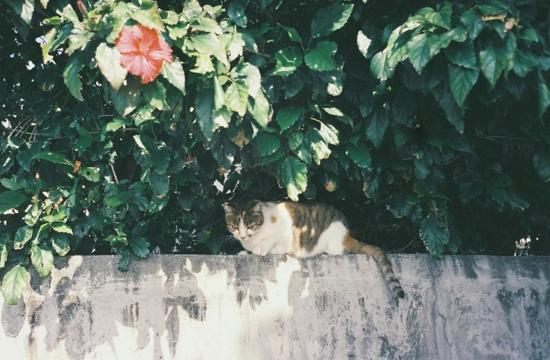 a cat sitting in the shade on a wall
