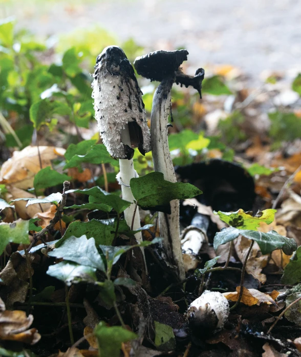 two mushrooms growing out of the ground surrounded by leaves