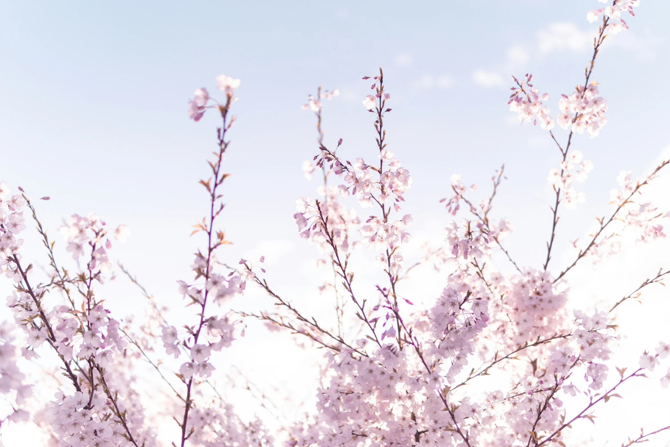 there is a tall pink flowering tree