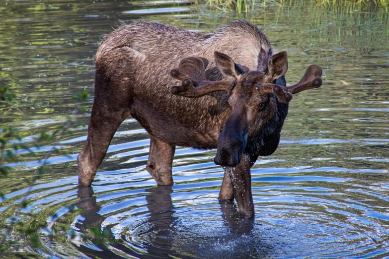 a moose standing in the middle of a pond
