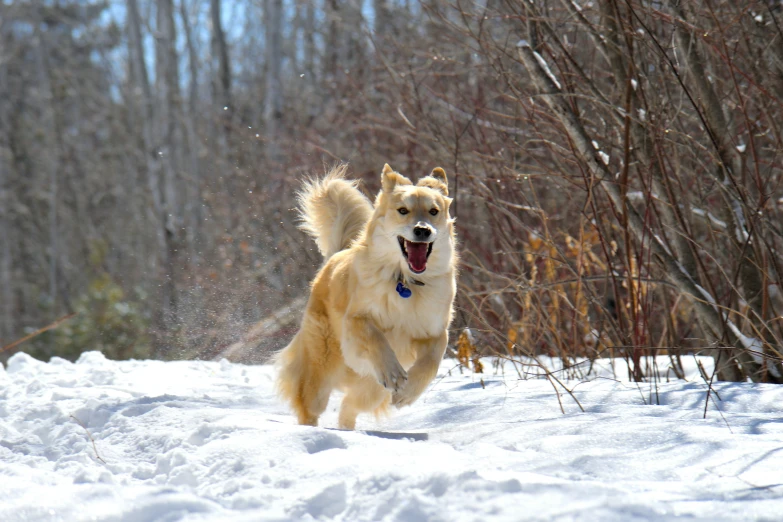 a small dog running on the snow with its mouth open