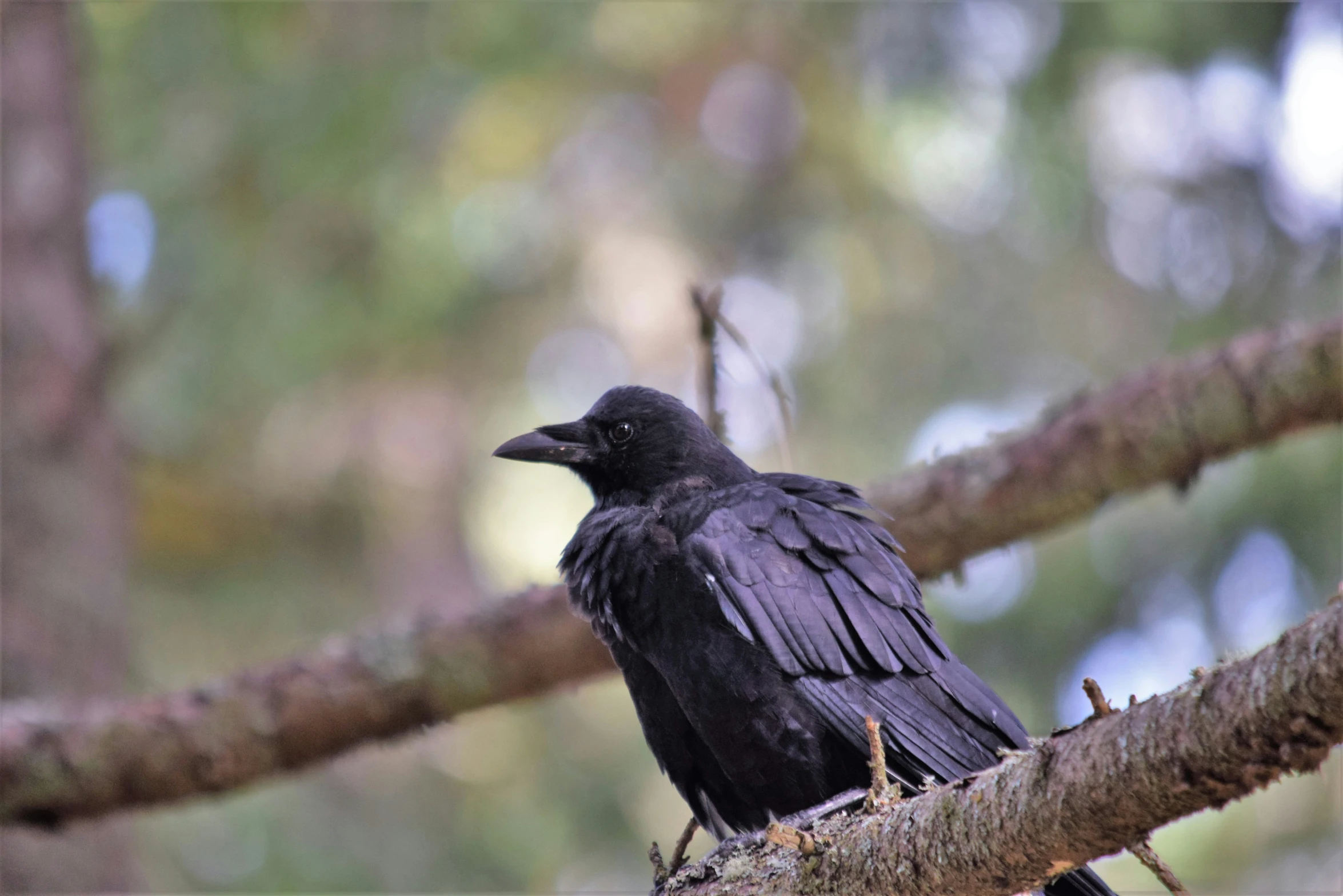 a black bird perched on a tree limb