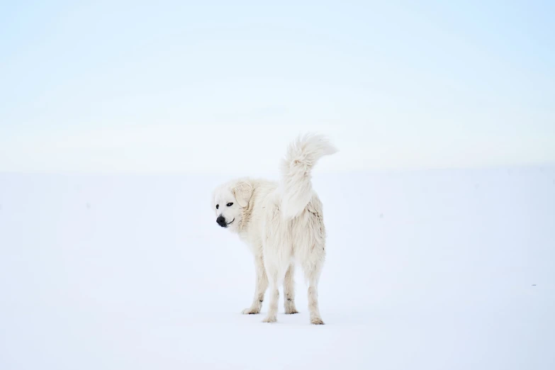 a very cute white dog in the snow