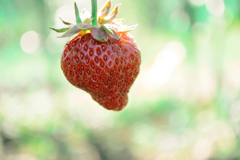 a large strawberry hanging from a tree nch