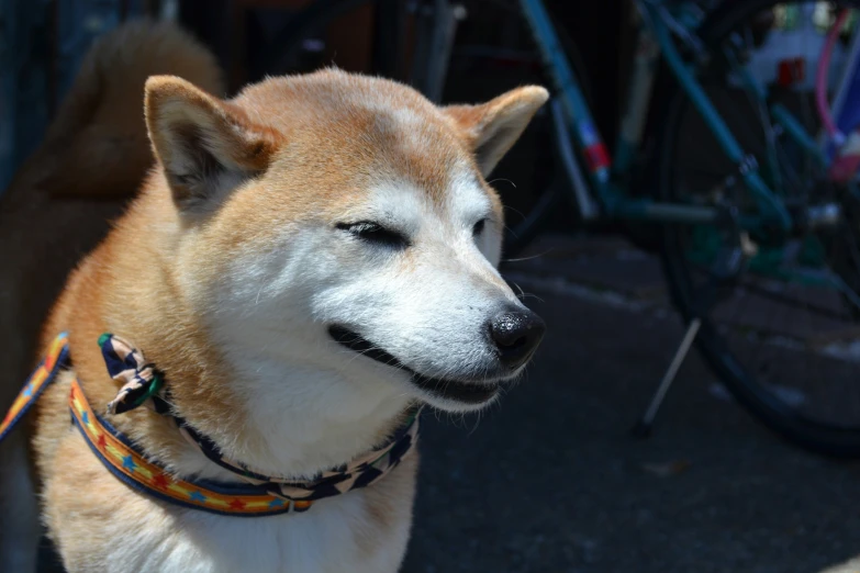 a close up of a dog with collar near a bike