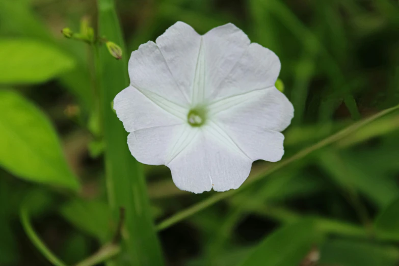 white flower with its center partially covered by leaves