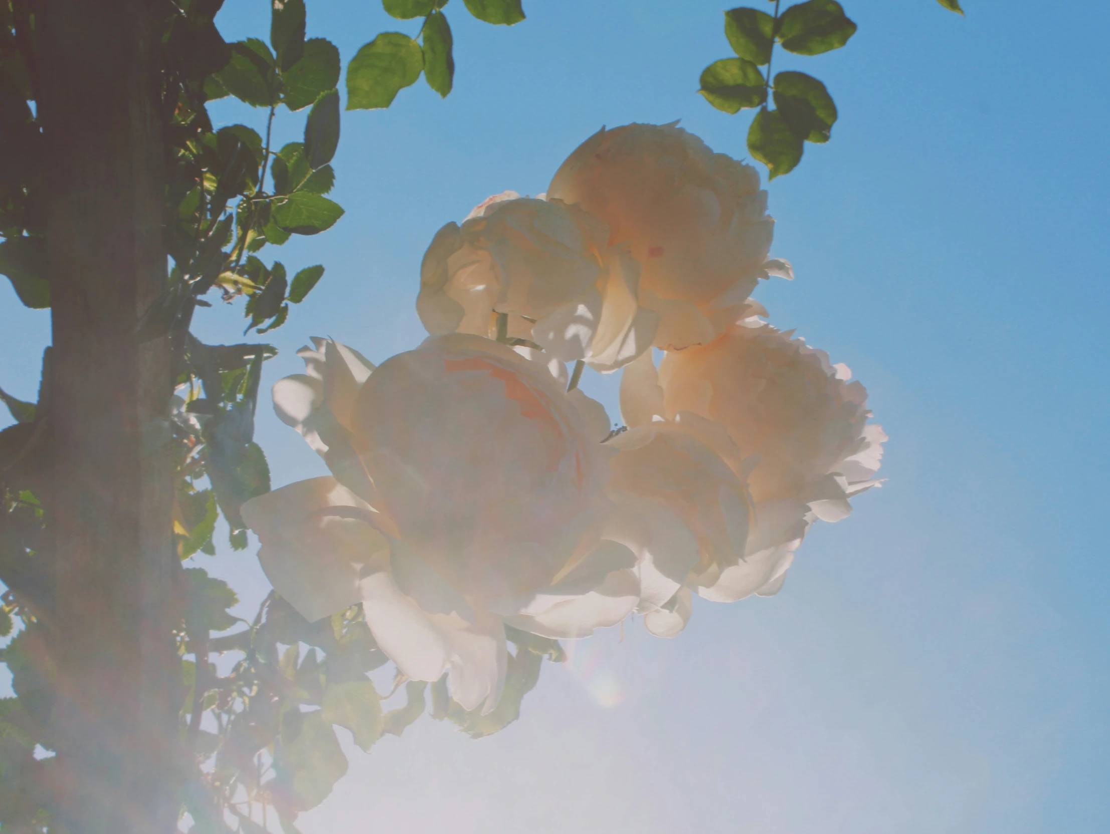 a bunch of flowers growing in the sunlight