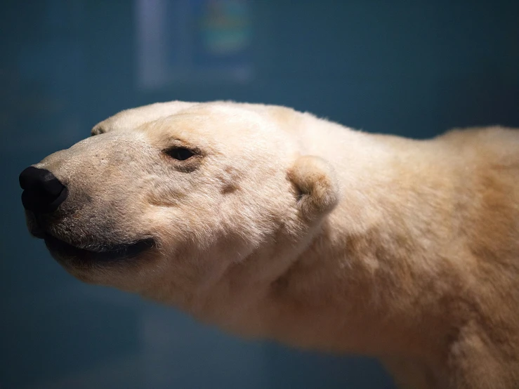 a stuffed polar bear with a dark eyes stares