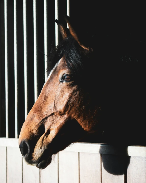 a brown horse sticking its head over the fence