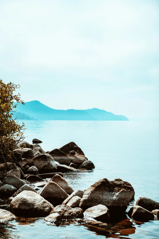 a tree stands in the distance of an ocean