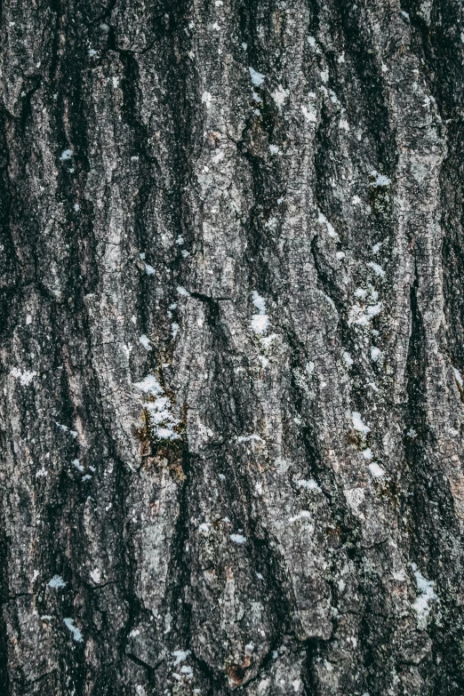the texture of the bark on a tree is dark