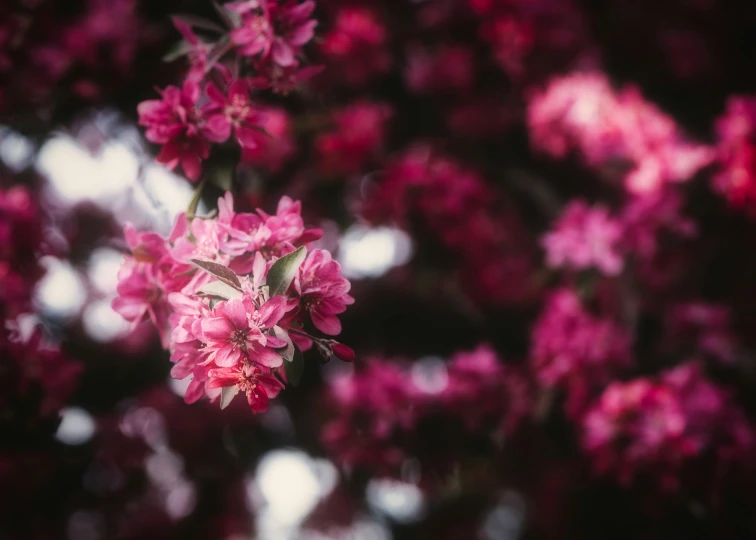 red flowers blossoming from a tree in the sunlight