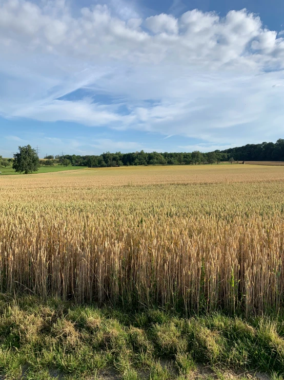 a field with tall grass next to a small tree