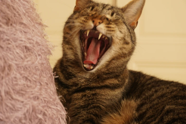 a cat that is laying down and yawning