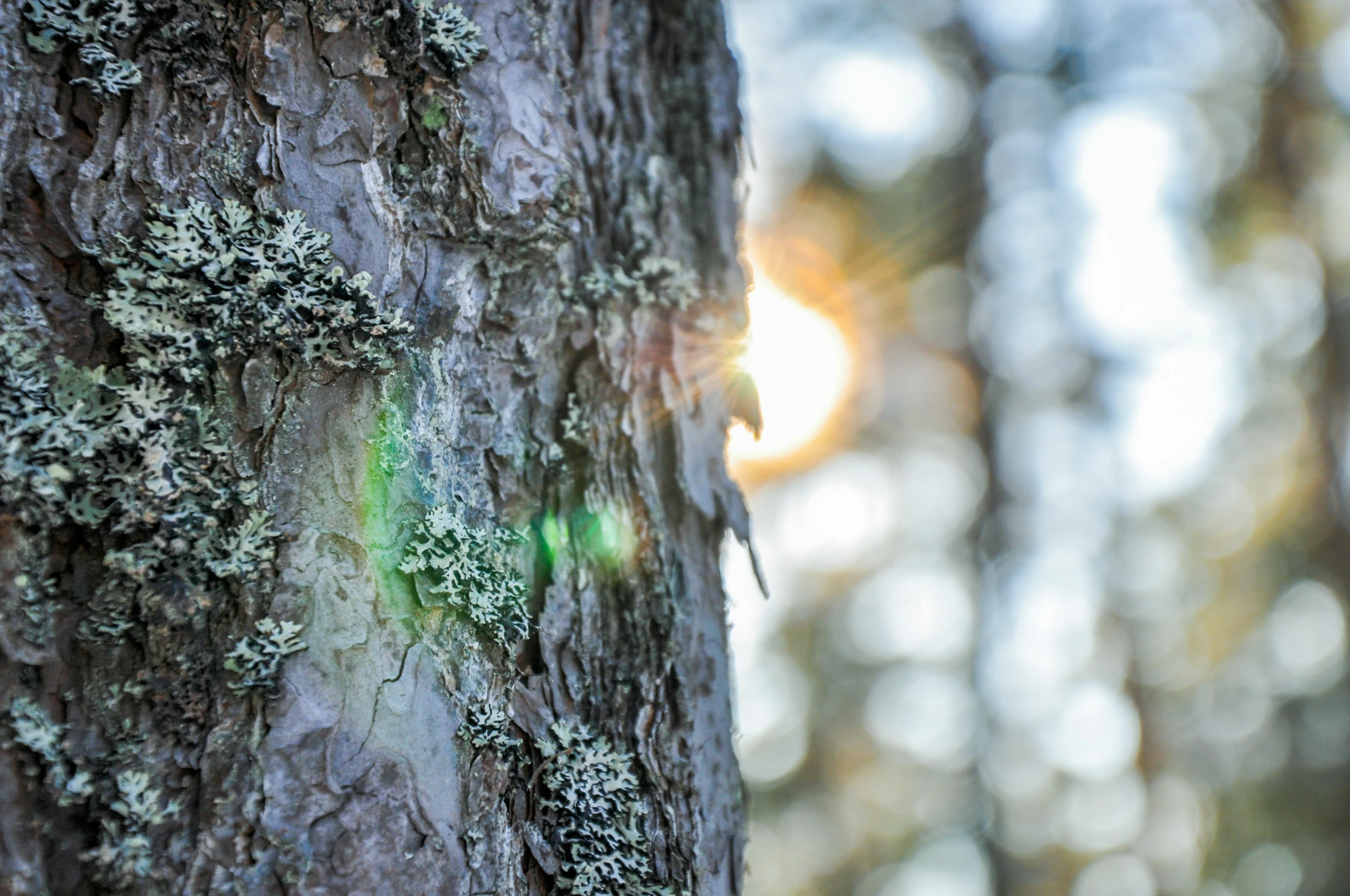 the green mossy bark of an evergreen tree