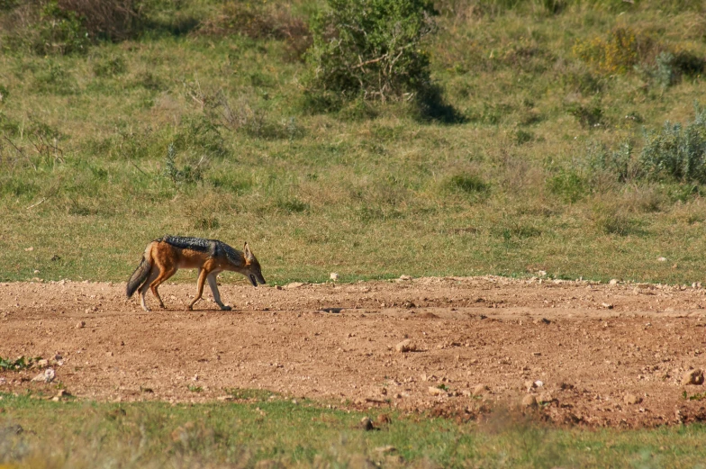 an animal standing on top of a dirt field