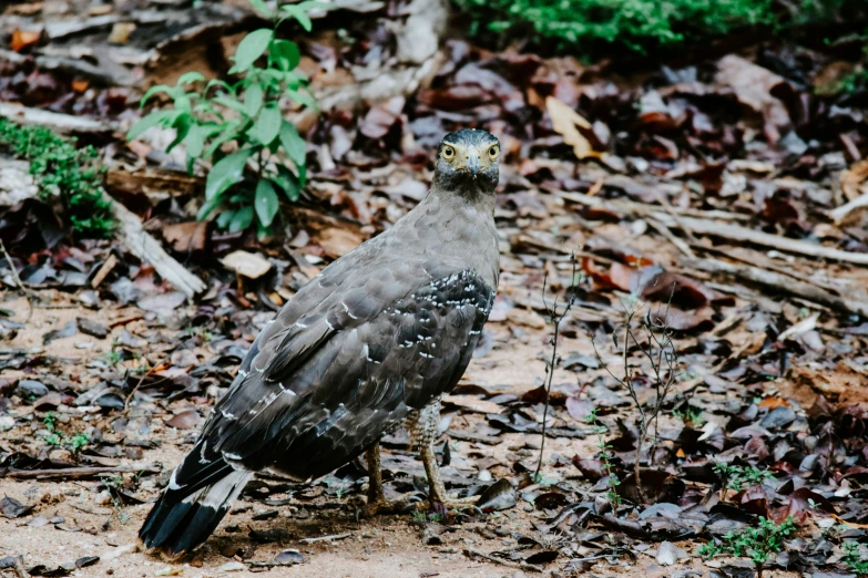 there is a bird that is standing in the dirt