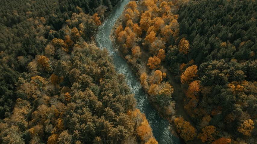 an aerial view of many different trees and shrubs