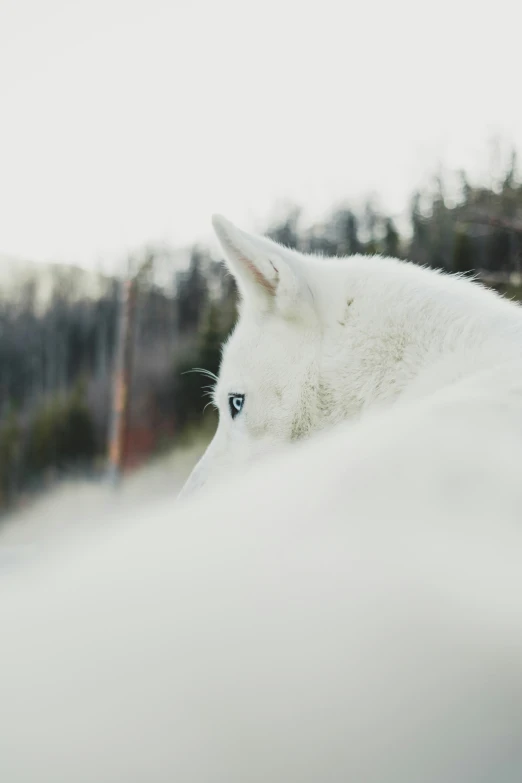 a close up image of the face and head of a white animal