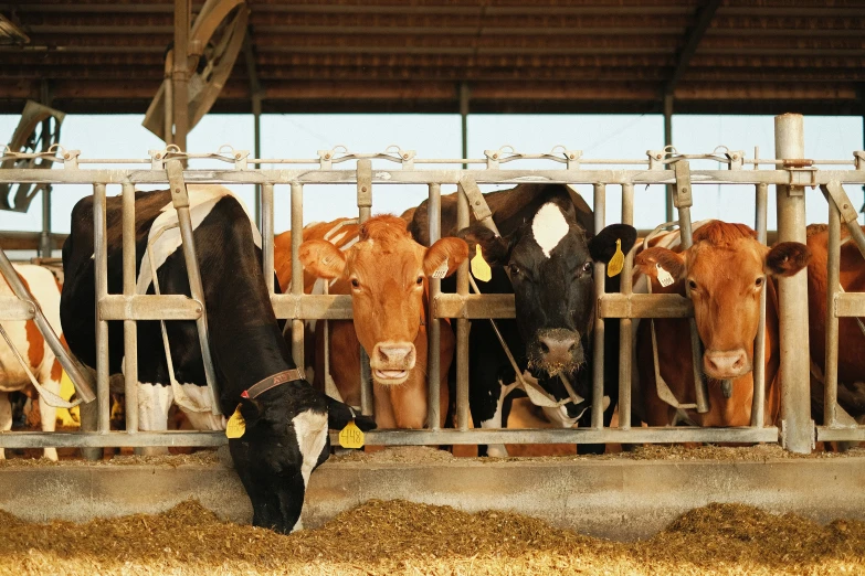 cows in their stalls inside the barn looking for food