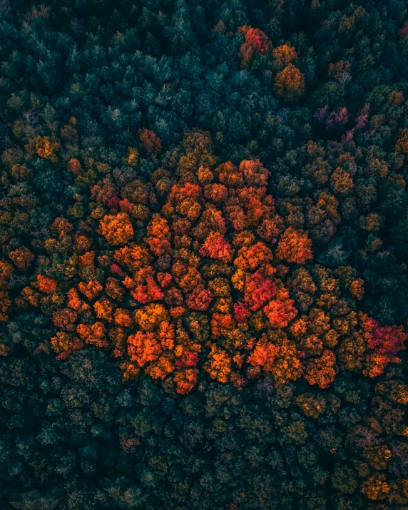 a group of trees that are in the woods