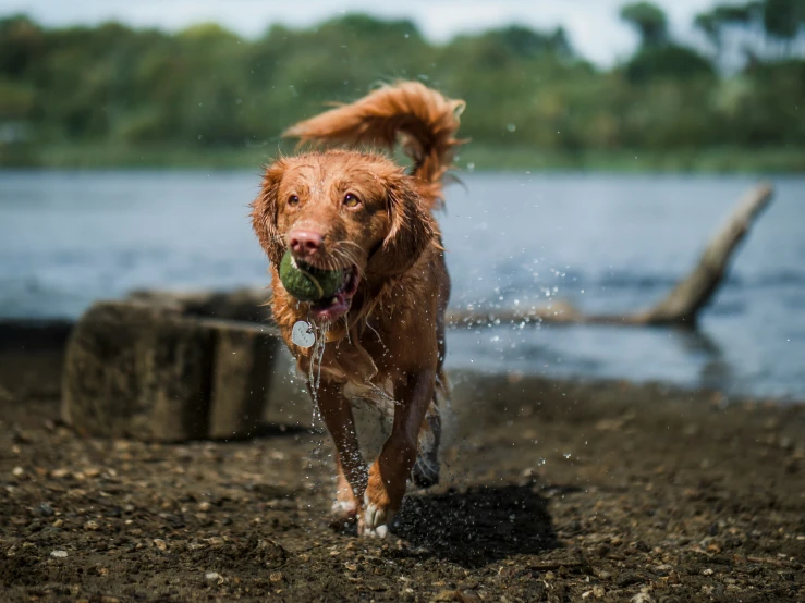 the dog runs on the sand with a ball in its mouth