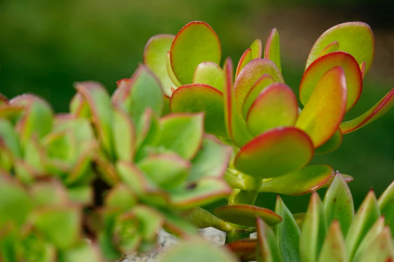 some very pretty green and red plants by some grass