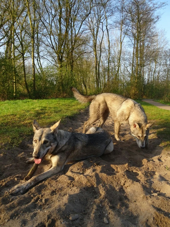 two dogs on a dirt and grass area
