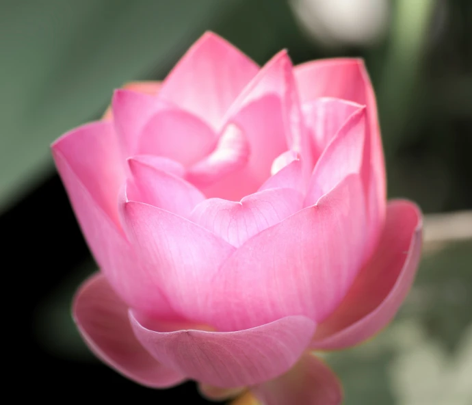 a flower is a light pink bloom with several petals