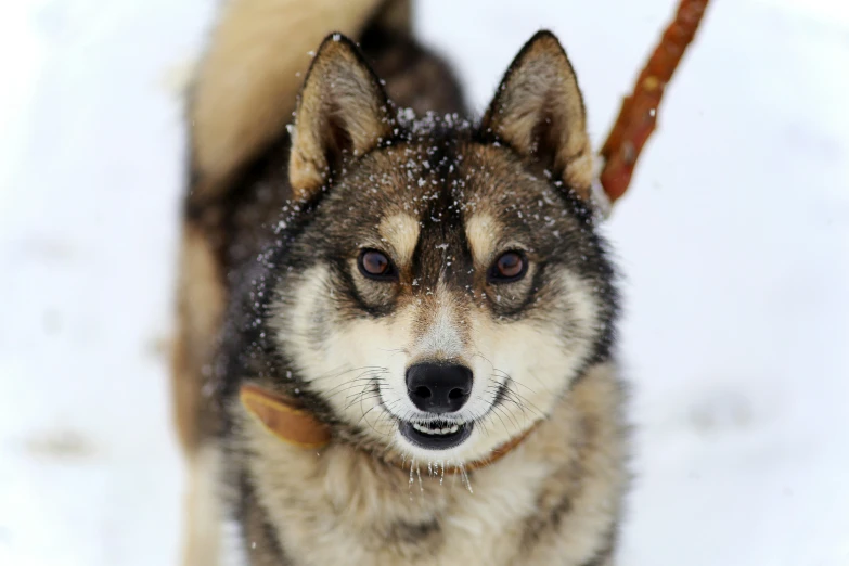 a wolf standing on top of a snow covered ground