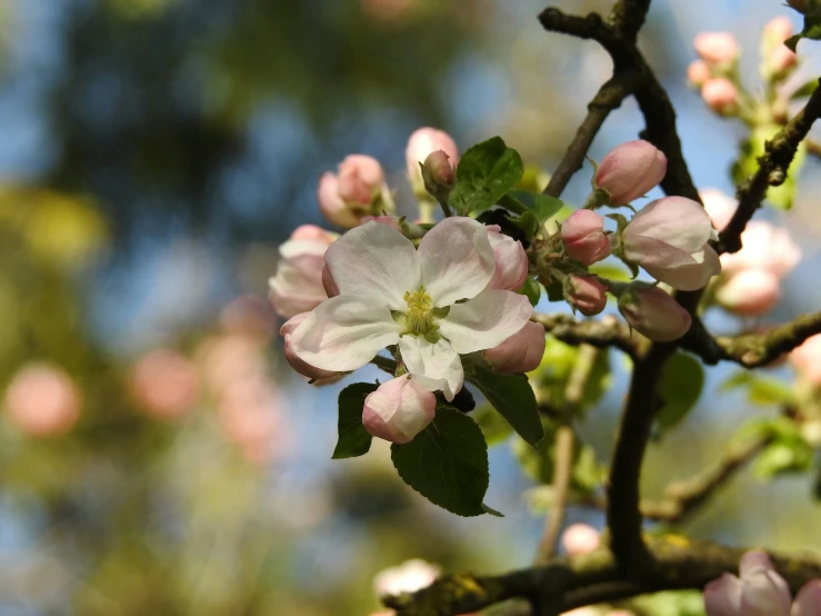 the flowers are blooming on a nch in spring