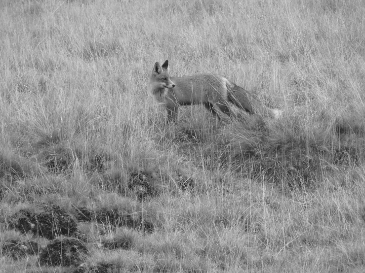 a lone elk in the middle of a grassy plain