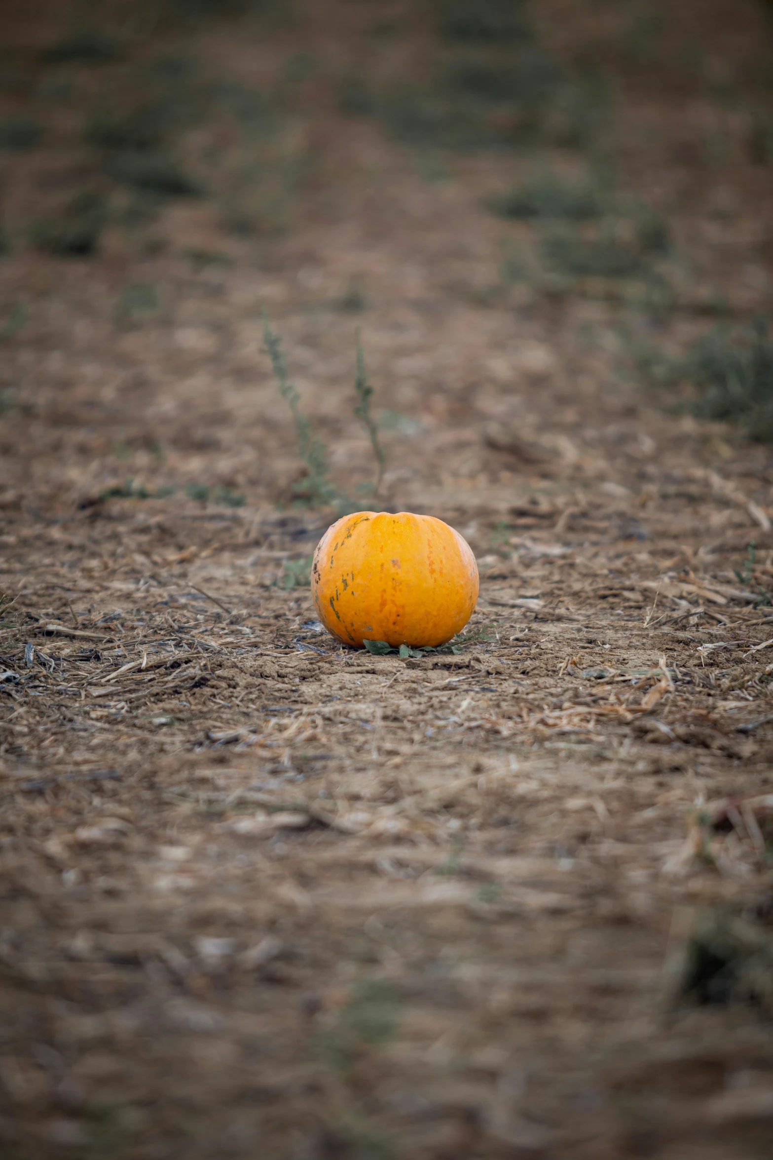 a orange in the middle of a brown field