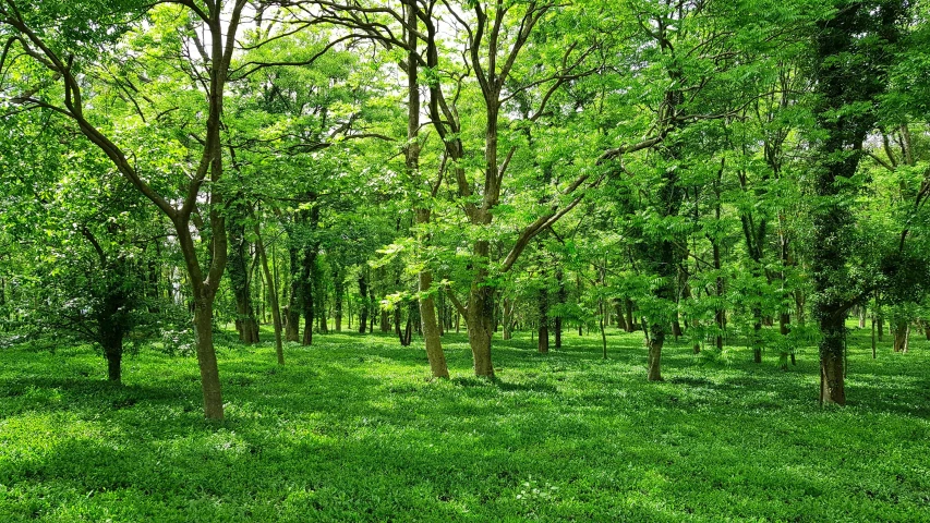 a field with lots of green trees and grass