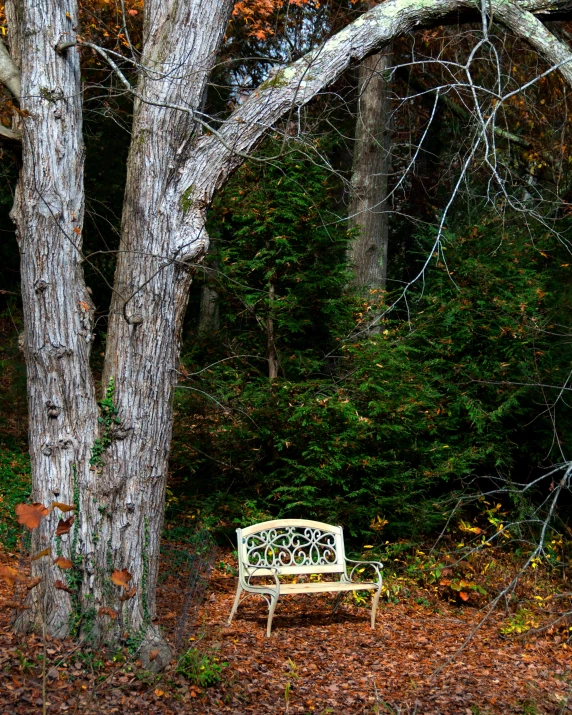 an empty bench in a park surrounded by trees