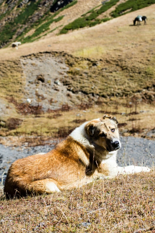 a dog sitting down on the grass with a mountain in the background