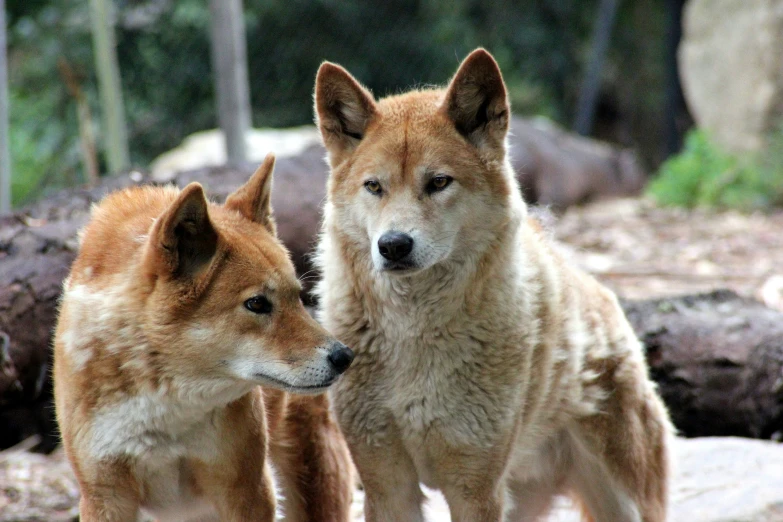 two brown and white dogs standing in the woods