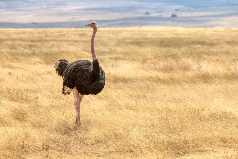 an ostrich that is walking through a field