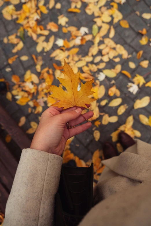 a person holds a maple leaf in their left hand