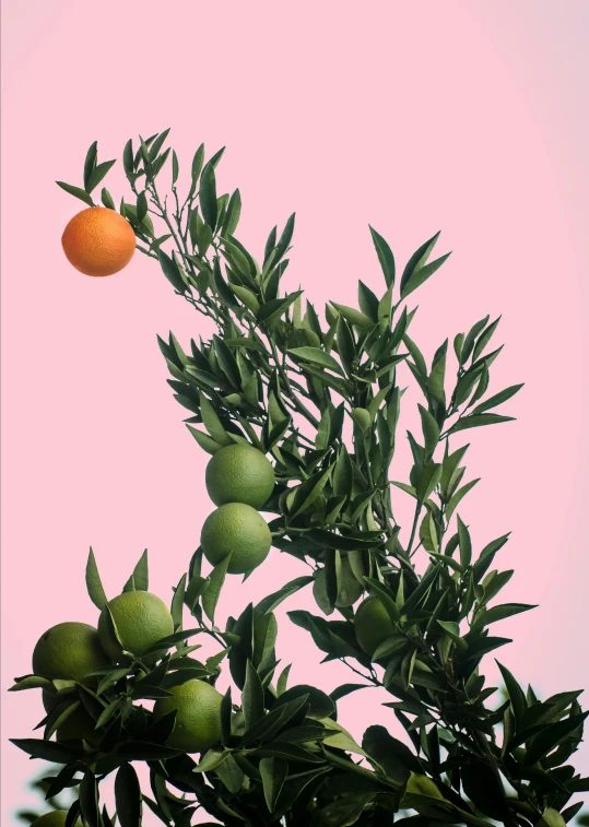 an orange hangs in a tree with some leaves