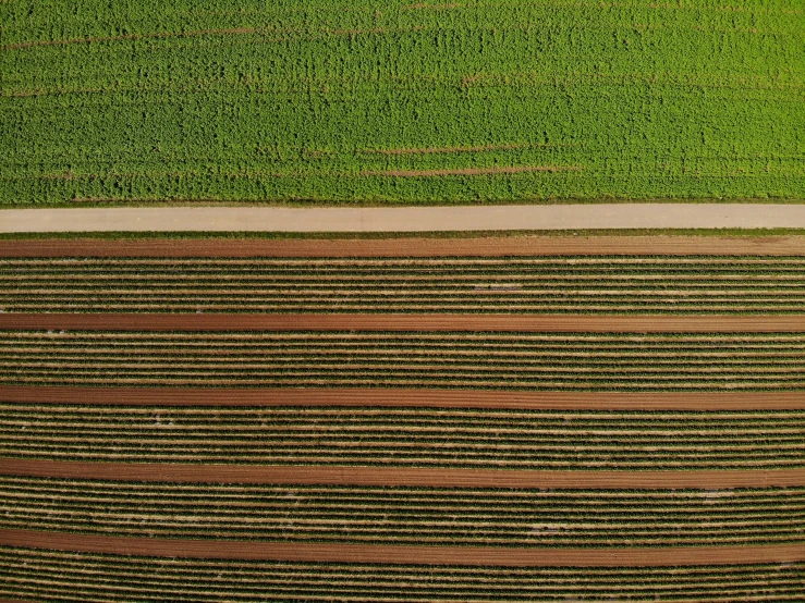 top view of grass and lawn with stripes