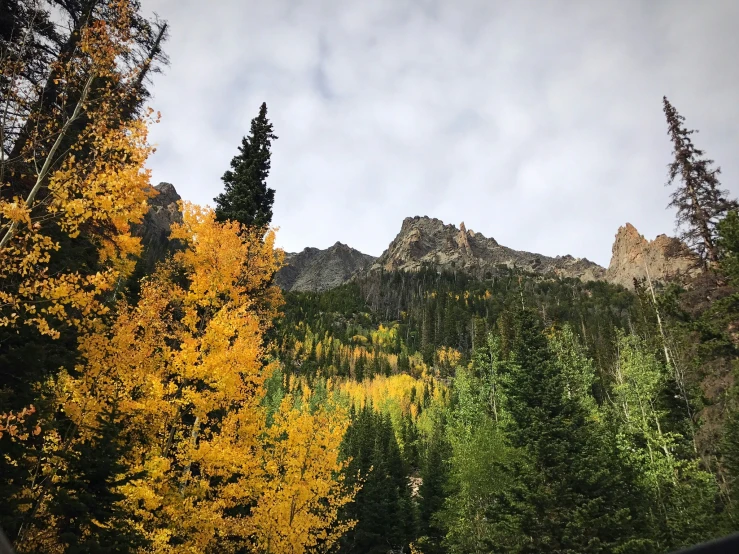 fall trees with a mountain in the background