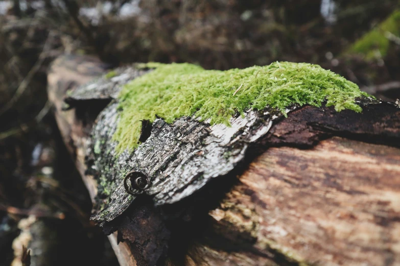 a mossy substance is growing on a wood slab