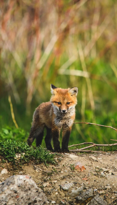 a brown fox walking across a grass covered field