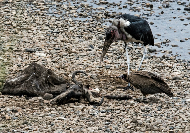 a bird standing on top of a rocky shore