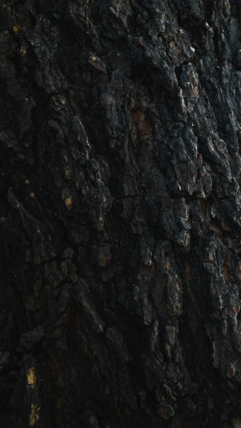 closeup of tree bark with lots of s