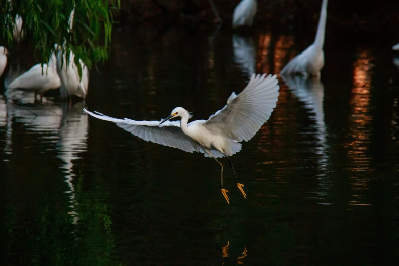 a large goose flying in the air above the water