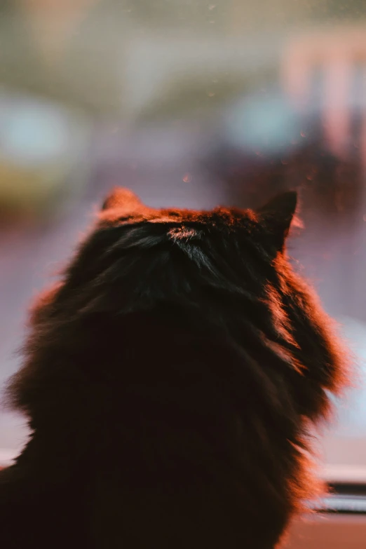 a cat looks out a glass window, with his head and body visible