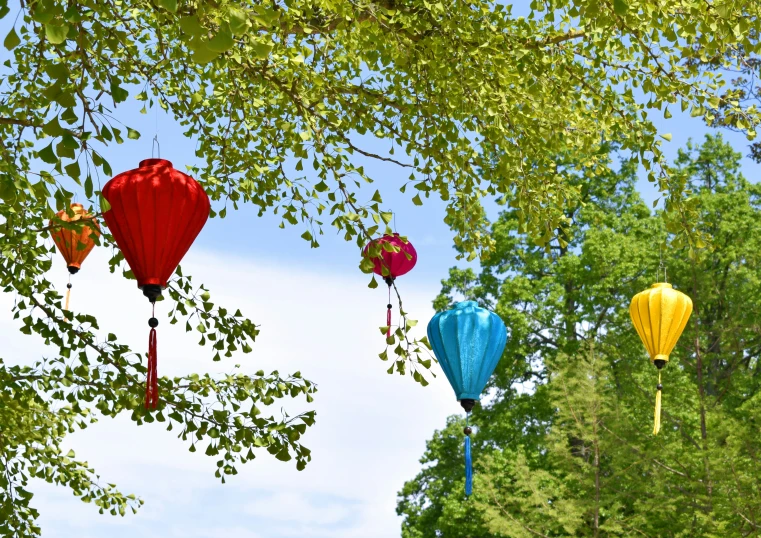 lanterns hanging from trees during the day or night